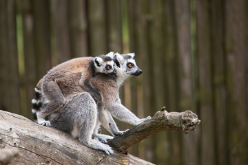 family of ring tailed lemurs sitting on a tree branch