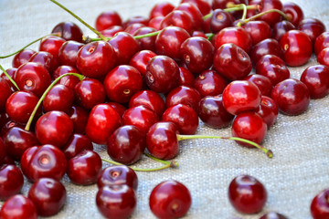Closeup of a bunch of wet ripe cherry farm.	