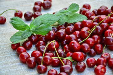 Closeup of a bunch of wet ripe cherry farm