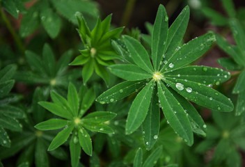 Green leaves of lupine