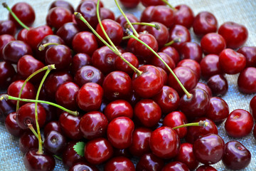 Closeup of a bunch of wet ripe cherry farm.	