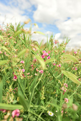 Field with pink wild flowers. Sweet peas in summer