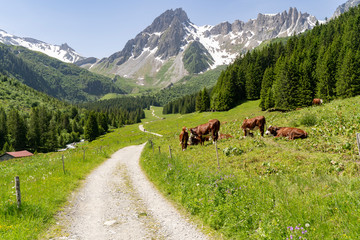 Fototapeta na wymiar Pathway leading to a mountain in the French Alps