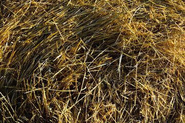 Wheat stalks, background wallpaper
