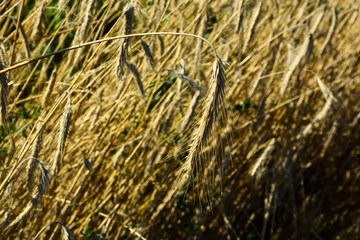 Fototapeta premium Wheat crop on the field