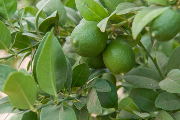 Lemons in a tree in Todos Santos Baja California Sur. MEXICO