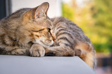 chat sur le rebord de la fenêtre
