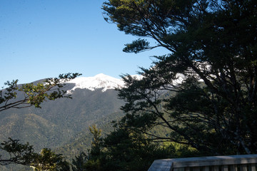 trees and sky on a snowy mountain 