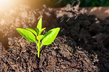 Concept of nature conservation,  Small trees growing up to grow into large trees We should help each other to maintain and help grow a lot of trees. For good weather and beautiful nature.