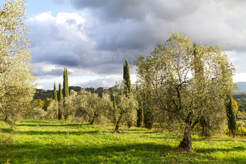 Spectacular nature: olive grove with cypress trees in the wonderful Tuscan countryside in autumn