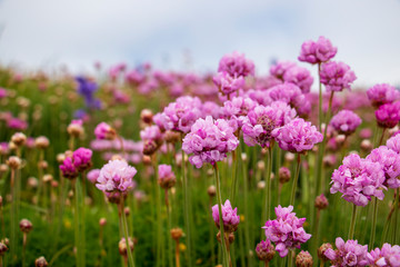 Strandgrasnelke in England