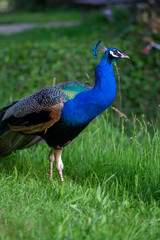 Obraz premium Pavo cristatus majestic blue bird, beautiful animal on green grass lawn background in sunlight