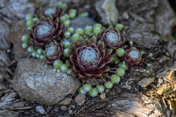Sempervivum arachnoideum succulent perennial plant, cobweb house-leek with typical spider webs, purple and green rosettes