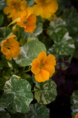 orange flowers closeup in the garden