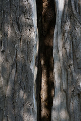 Tree bark close up. Wood texture