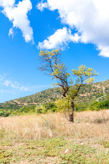 Obraz premium wonderful hilly landscape of the Tuscan countryside