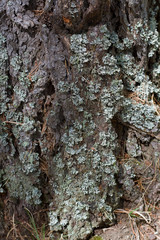 Tree bark close up. Wood texture