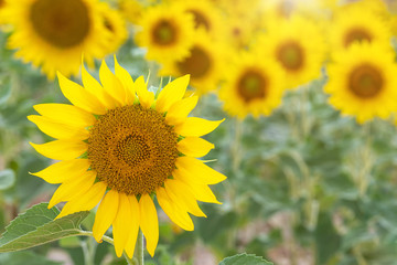 Summertime - sunflowers. Field of blooming sunflowers.