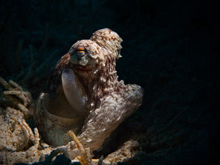 Underwater close-up photography of a white-V octopus.