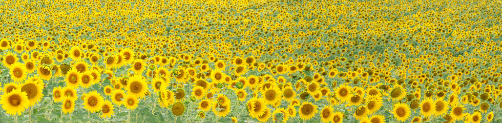 Summertime - sunflowers. Field of blooming sunflowers. Panoramic view.