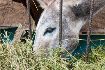 Fototapeta premium Donkey eating grass ina farm of Todos Santos, in the baja. Mexico