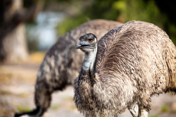 Two emus in Australia. The one in the foreground has its mouth open