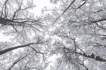 Trees in the snow. Wallpaper with the tops of snowy trees.