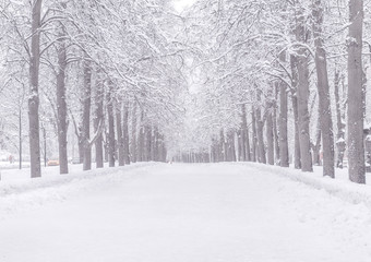 Winter snowy road. Alley Snowy weather in the park. Branches of trees in the snow.