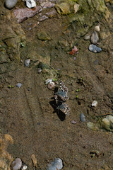 sunlit butterflies on a sandy beach
