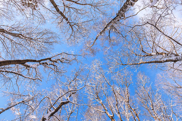 The tops of the trees. Branches in the snow. Winter. Bottom-up view. Sunny winter forest.