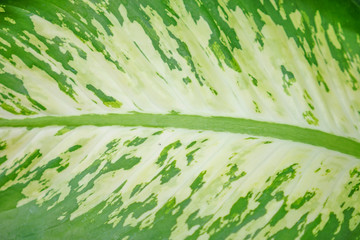 Green Leaf Texture background with light behind