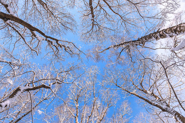 The tops of the trees. Branches in the snow. Winter. Bottom-up view. Sunny winter forest.
