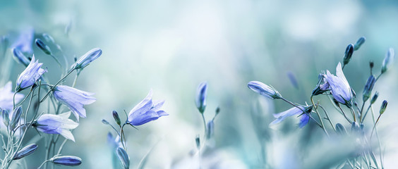 Lilac bellflowers on a blurred blue background