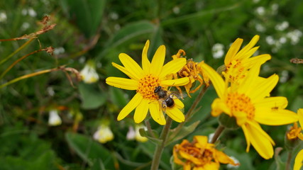 bee on yellow flower