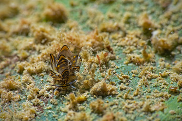 Underwater close-up photography of a Black-lined sapsucking slug (Cyerce nigra)	