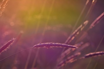 Meadow at sunset with  a beetle on plant in backlight