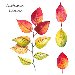 Watercolor illustration of yellow, red and green autumn leaves. Forest design elements. Hand drawn.