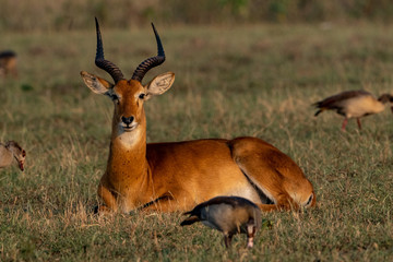 Uganda-Grasantilope (Kobus thomasi), auch Uganda-Kob