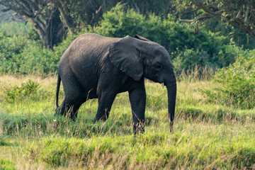 Naklejka na ściany i meble Afrikanische Elefant (Loxodonta africana) Afrikanischer Steppenelefant Afrikanischer Buschelefant