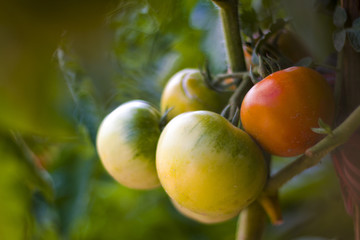 one ripe red and three green tomatoes