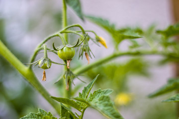 small cherry tomato grows