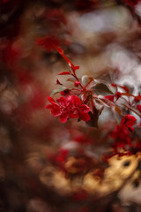 red flowers of apple trees.