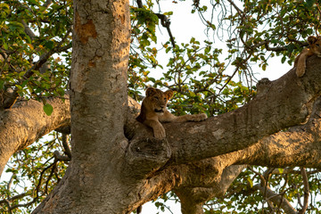 Löwe (Panthera leo) Baumlöwe Afrika Uganda queen elizabeth nationalpark