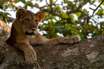 Löwe (Panthera leo) Baumlöwe Afrika Uganda queen elizabeth nationalpark