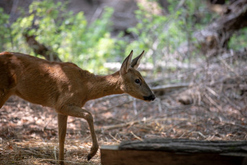 Cerbiatto