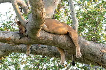 Löwe (Panthera leo) Baumlöwe Afrika Uganda queen elizabeth nationalpark