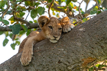 Löwe (Panthera leo) Baumlöwe Afrika Uganda queen elizabeth nationalpark