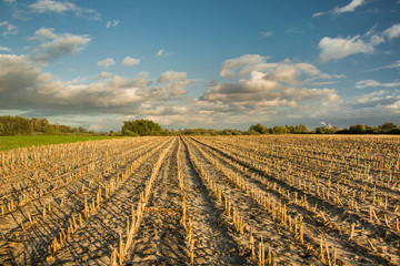 Fototapeta na wymiar Harvested crops of corn, horizon and clouds on the sky
