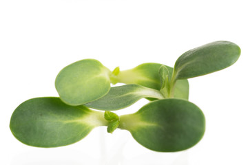 Sunflower sprout close-up isolated on white