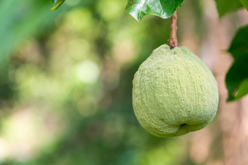 ripe of santol tropical fruit on the tree in the garden .